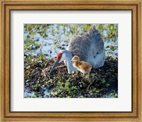 Framed Sandhill Crane Waiting On Second Egg To Hatch, Florida