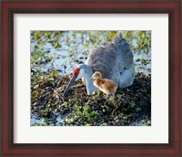 Framed Sandhill Crane Waiting On Second Egg To Hatch, Florida