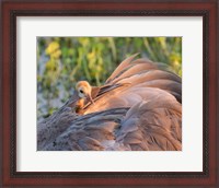 Framed Sandhill Crane On Nest With Baby On Back, Florida