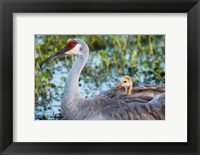 Framed Baby Sandhill Crane On Mother's Back, Florida