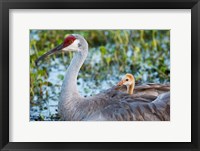 Framed Baby Sandhill Crane On Mother's Back, Florida