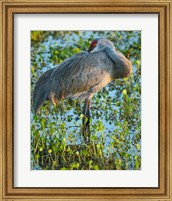 Framed Sandhill Crane Resting, Grus Canadensis, Florida