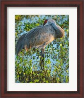 Framed Sandhill Crane Resting, Grus Canadensis, Florida