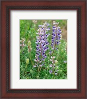 Framed Tailcup Lupine, New Mexico