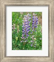 Framed Tailcup Lupine, New Mexico