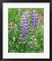Framed Tailcup Lupine, New Mexico