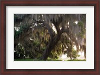 Framed Morning Light Illuminating The Moss Covered Oak Trees, Florida