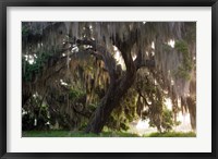 Framed Morning Light Illuminating The Moss Covered Oak Trees, Florida