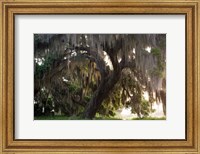 Framed Morning Light Illuminating The Moss Covered Oak Trees, Florida