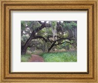 Framed Trail Beneath Moss Covered Oak Trees, Florida Florida
