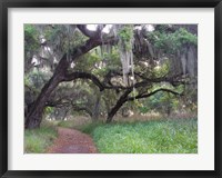 Framed Trail Beneath Moss Covered Oak Trees, Florida Florida