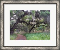 Framed Trail Beneath Moss Covered Oak Trees, Florida Florida
