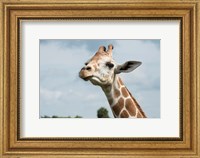 Framed Close-Up Of Giraffe Against A Cloudy Sky