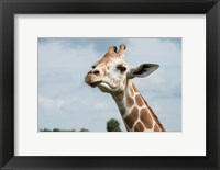 Framed Close-Up Of Giraffe Against A Cloudy Sky
