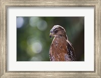 Framed Portrait Of A Perched Hawk