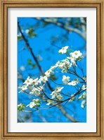 Framed Flowering Dogwood, Savannah, Georgia