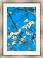 Framed Flowering Dogwood, Savannah, Georgia