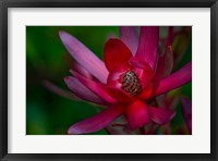Framed Hawaiian Wildflower Protea