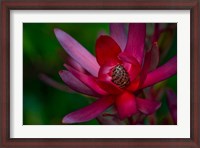 Framed Hawaiian Wildflower Protea