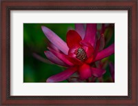 Framed Hawaiian Wildflower Protea