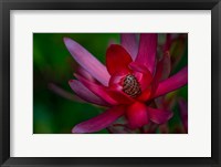 Framed Hawaiian Wildflower Protea