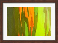 Framed Rainbow Eucalyptus Bark, Hawaii