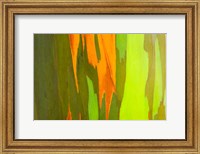 Framed Rainbow Eucalyptus Bark, Hawaii