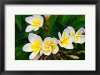 Framed Plumeria Flowers, Island Of Kauai, Hawaii