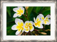 Framed Plumeria Flowers, Island Of Kauai, Hawaii