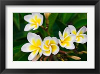 Framed Plumeria Flowers, Island Of Kauai, Hawaii