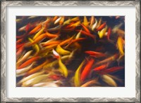 Framed Koi Pond, Island Of Kauai, Hawaii