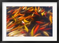 Framed Koi Pond, Island Of Kauai, Hawaii