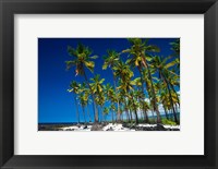 Framed Coconut Palms At Pu'uhonua O Honaunau National Historic Park, Hawaii