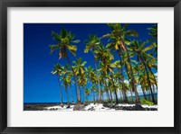 Framed Coconut Palms At Pu'uhonua O Honaunau National Historic Park, Hawaii