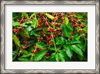 Framed Red Kona Coffee Cherries, Hawaii