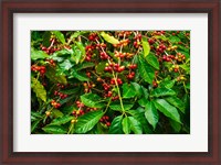 Framed Red Kona Coffee Cherries, Hawaii