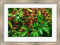 Framed Red Kona Coffee Cherries, Hawaii