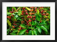 Framed Red Kona Coffee Cherries, Hawaii