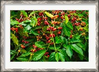 Framed Red Kona Coffee Cherries, Hawaii