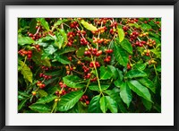 Framed Red Kona Coffee Cherries, Hawaii