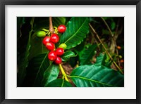 Framed Red Kona Coffee Cherries On The Vine, Hawaii