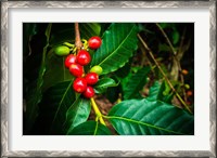 Framed Red Kona Coffee Cherries On The Vine, Hawaii