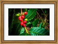 Framed Red Kona Coffee Cherries On The Vine, Hawaii
