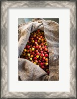 Framed Harvested Coffee Cherries In A Burlap Sack, Hawaii
