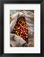 Framed Harvested Coffee Cherries In A Burlap Sack, Hawaii