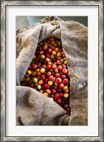 Framed Harvested Coffee Cherries In A Burlap Sack, Hawaii