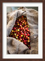 Framed Harvested Coffee Cherries In A Burlap Sack, Hawaii