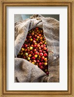 Framed Harvested Coffee Cherries In A Burlap Sack, Hawaii