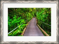 Framed Trail At The Hawaii Tropical Botanical Garden