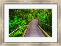 Framed Trail At The Hawaii Tropical Botanical Garden